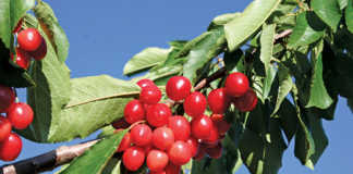 Attention to detail – key to successful cherry farming