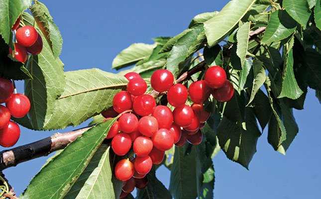 Attention to detail – key to successful cherry farming