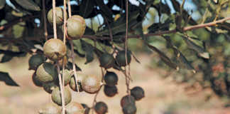 Organised macadamia theft a growing ‘business’ in SA