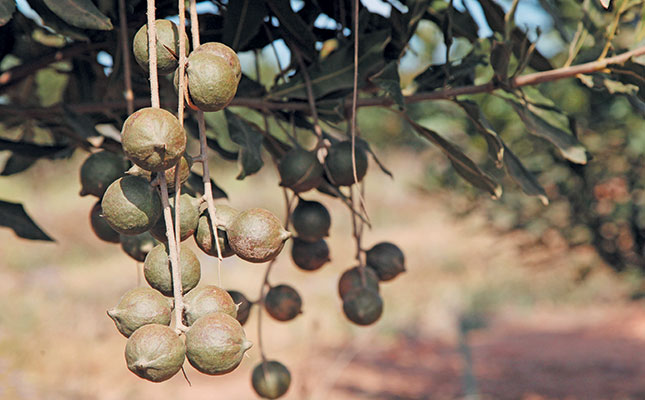 Organised macadamia theft a growing ‘business’ in SA