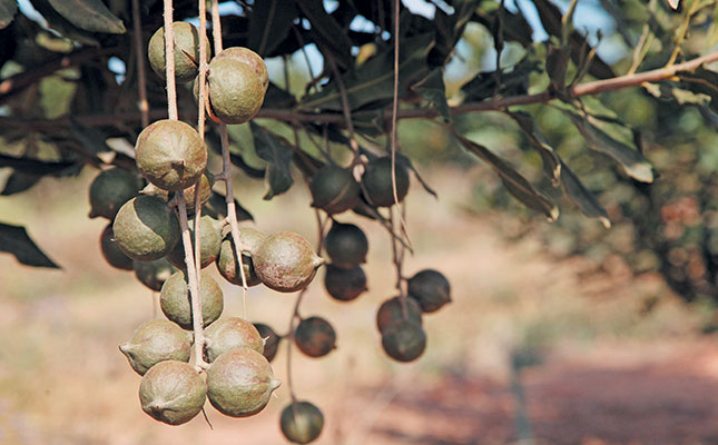 Organised macadamia theft a growing ‘business’ in SA Organised macadamia theft a growing ‘business’ in SA
