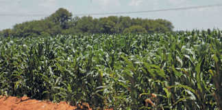 New export markets needed for SA maize