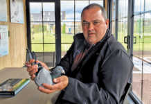 Golden Prince: The R5 million racing pigeon