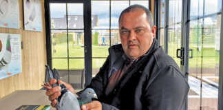 Golden Prince: The R5 million racing pigeon