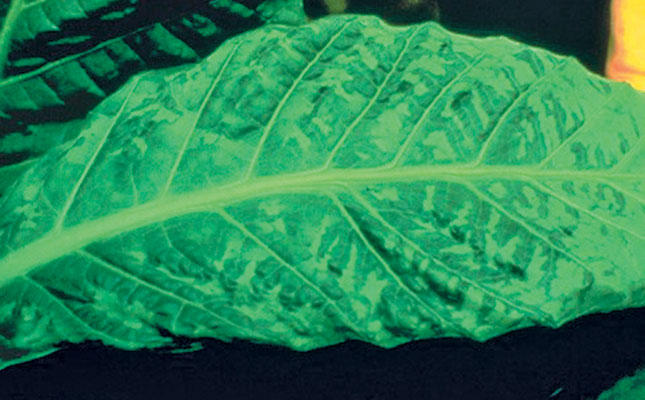 Tobacco Mosaic Virus: symptoms, transmission and management Tobacco Mosaic Virus: symptoms, transmission and management