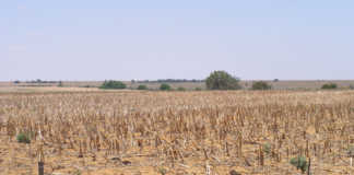 Drought depletes farmers’ cash flow in Northern Cape