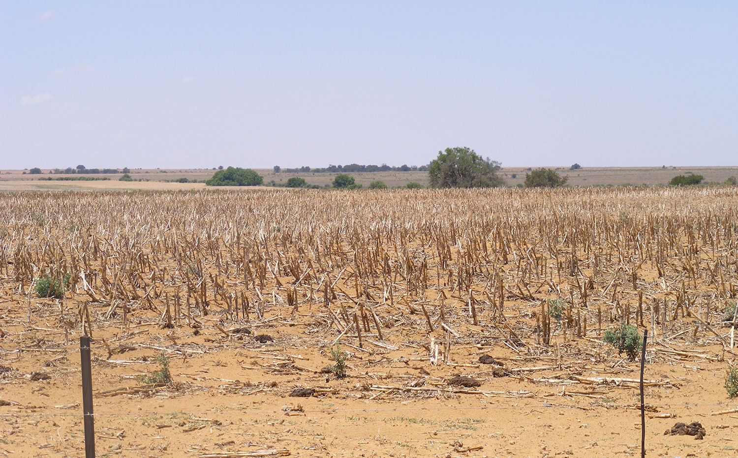 Drought depletes farmers’ cash flow in Northern Cape