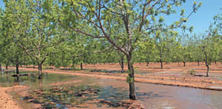 Growing pecan nuts: cultivars, soil prep & planting