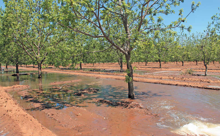 Growing pecan nuts: cultivars, soil prep & planting