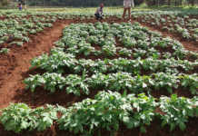British potatoes put roots down in Africa