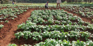 British potatoes put roots down in Africa