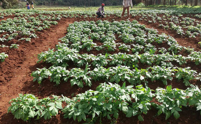 British potatoes put roots down in Africa