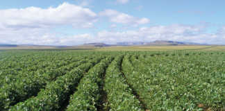 SA farmers must consider soya bean production