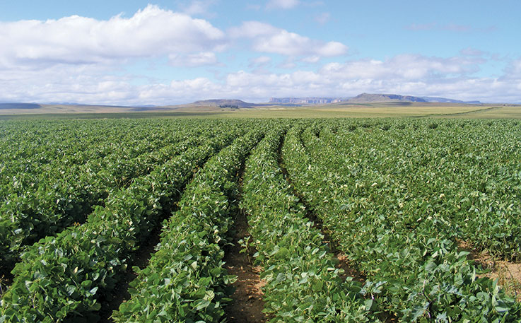 SA farmers must consider soya bean production SA farmers must consider soya bean production