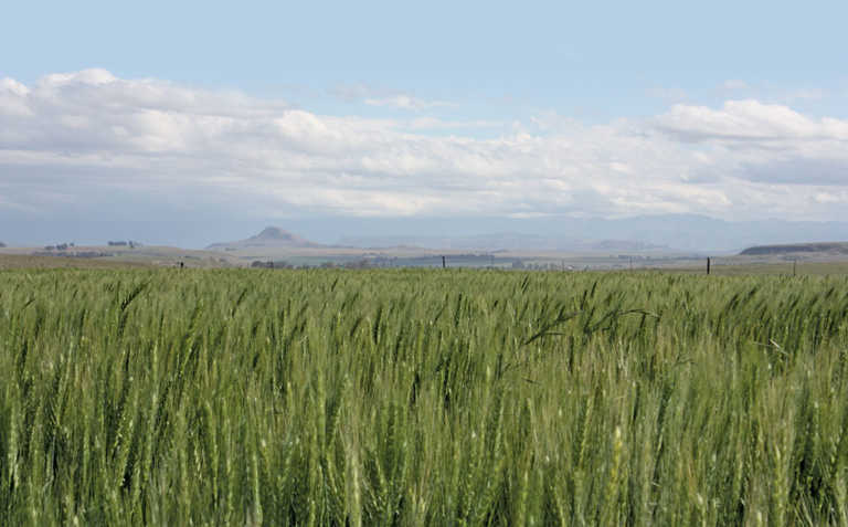 Geneticists confirm farmers’ expertise at selecting wheat