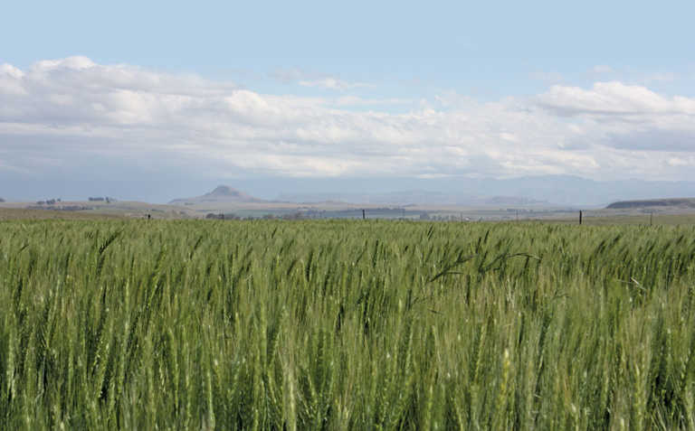 Geneticists confirm farmers’ expertise at selecting wheat Geneticists confirm farmers’ expertise at selecting wheat