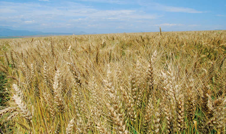 Wheat farmers urged to scout for fall armyworm