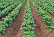 Zimbabwe looks to energy-efficient tobacco-curing method