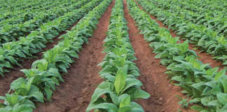 Zimbabwe looks to energy-efficient tobacco-curing method