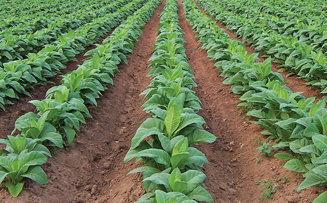 Zimbabwe looks to energy-efficient tobacco-curing method Zimbabwe looks to energy-efficient tobacco-curing method