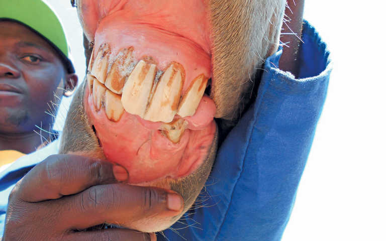 Dealing with a fractured jaw Dealing with a fractured jaw