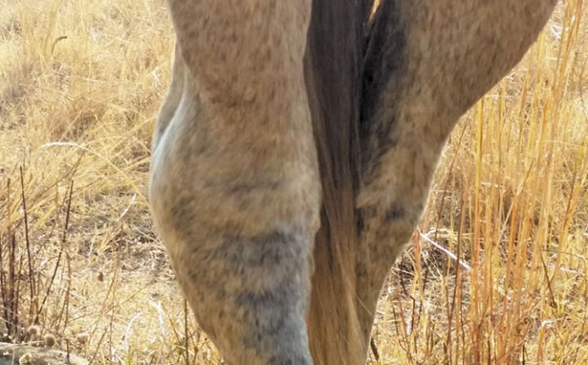 Dealing with hock problems Dealing with hock problems