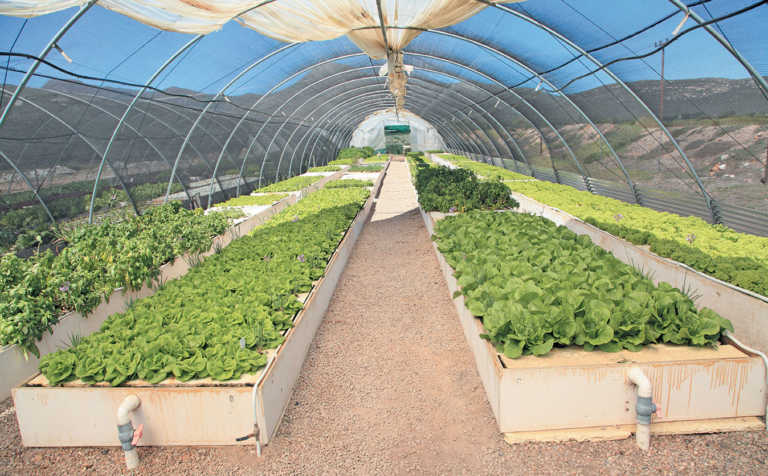 Aquaponics: ‘economy of scale is the key’