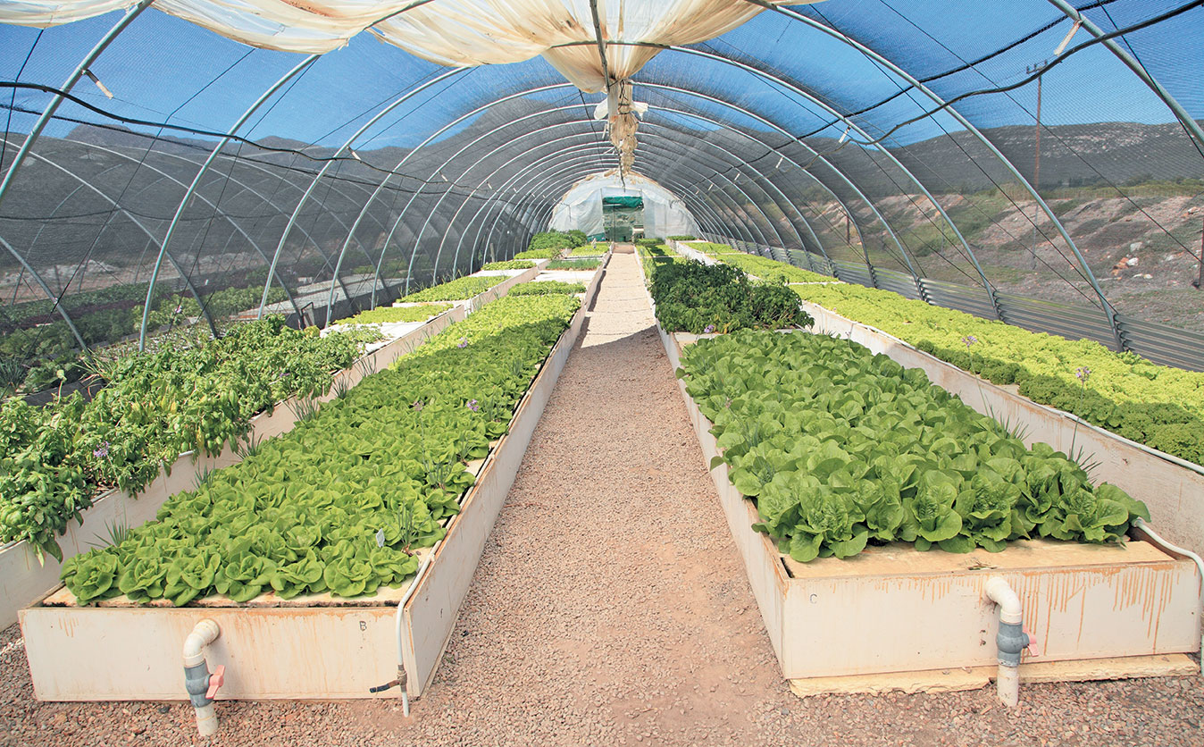 aquaponics: ‘economy of scale is the key’