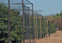 Using bats and birds to control macadamia crop pests