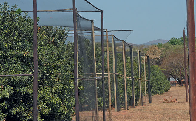 Using bats and birds to control macadamia crop pests