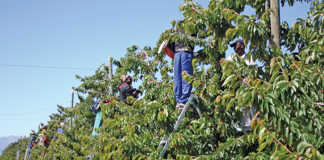 Agri jobs recovery rests on Western Cape rainfall