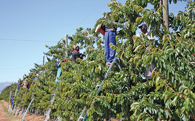 Agri jobs recovery rests on Western Cape rainfall Agri jobs recovery rests on Western Cape rainfall