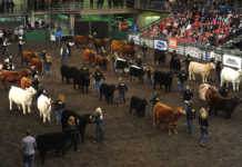 Farmfair International (FFI)
