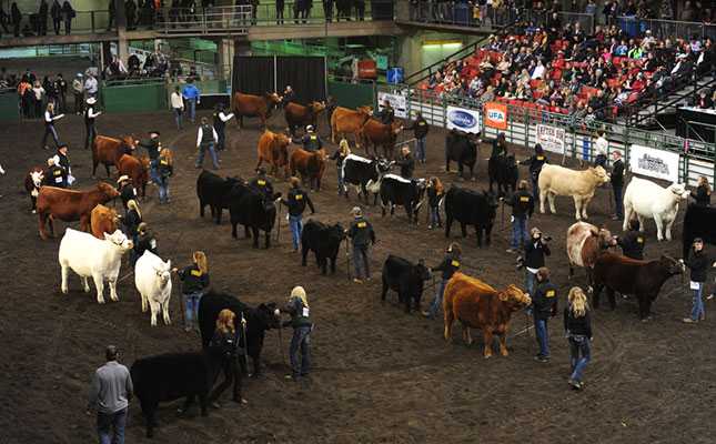 International beef cattle show could benefit SA farmers