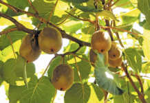 Grabbing hold of the golden kiwifruit export market