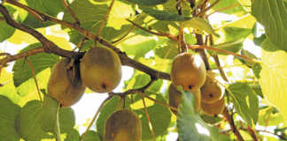 Grabbing hold of the golden kiwifruit export market