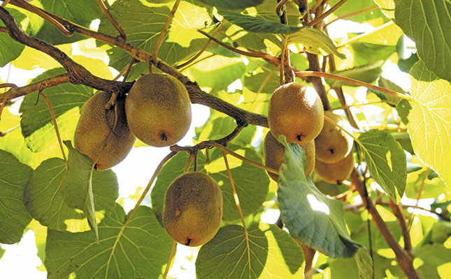 Grabbing hold of the golden kiwifruit export market
