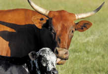 How to effectively wean beef cattle calves