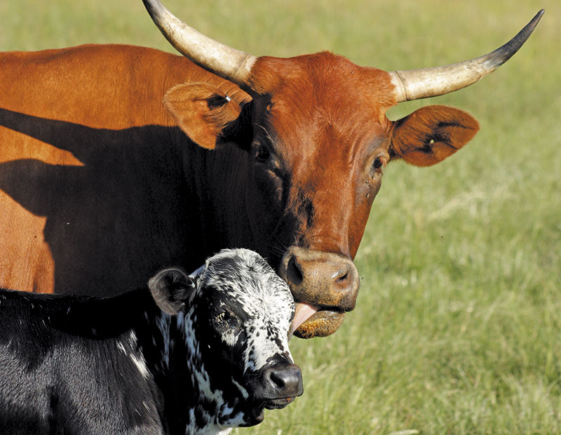 How to effectively wean beef cattle calves