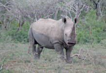 Rhino horn auction may be delayed