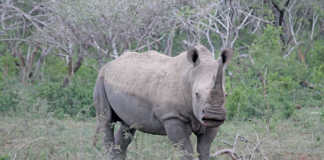 Rhino horn auction may be delayed