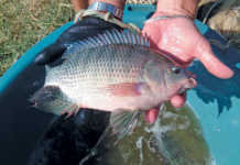 Lowveld fish farming: an indisputable investment