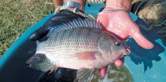 Lowveld fish farming: an indisputable investment