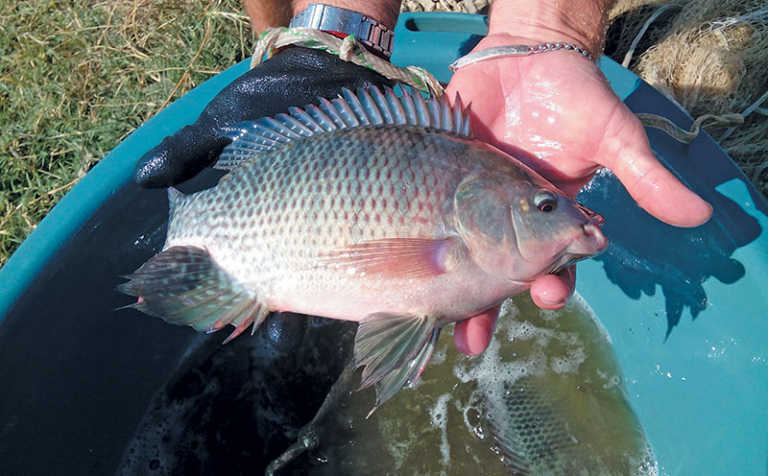 Lowveld fish farming: an indisputable investment