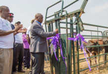 Smallholder cattle development project launched in Zambia
