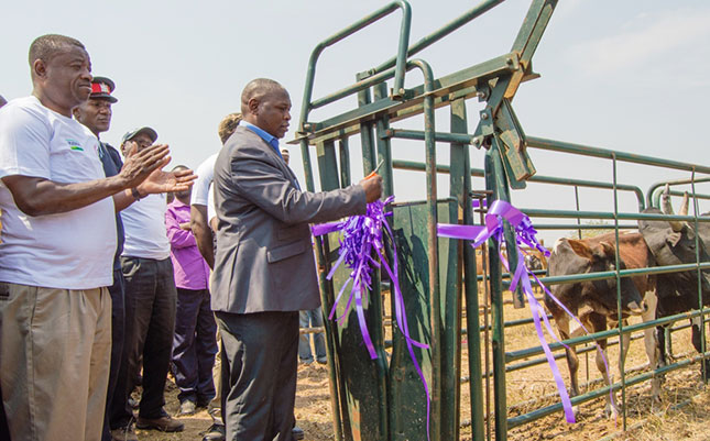 Smallholder cattle development project launched in Zambia Smallholder cattle development project launched in Zambia