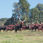 Ankole Longhorn: Cyril Ramaphosa’s passion and pride