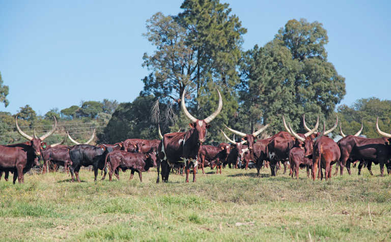 Ankole Longhorn: Cyril Ramaphosa’s passion and pride Ankole Longhorn: Cyril Ramaphosa’s passion and pride
