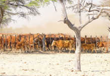 Multi-million pound scheme to improve livestock in Africa
