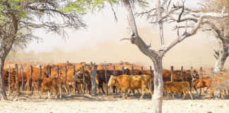 Multi-million pound scheme to improve livestock in Africa